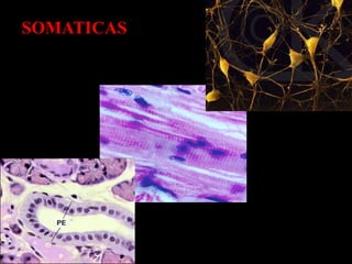 SOMATICAS