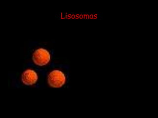 LisosomasLos lisosomas son pequeños orgánulos de forma irregular que contienen reservas de enzimas necesarias para la digestión celular de numerosas moléculas indeseables. 