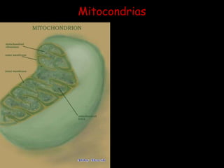 Mitocondrias. Las mitocondrias son los orgánulos productores de energía. La célula necesita energía para crecer y multiplicarse, y las mitocondrias aportan casi toda esta energía realizando las últimas etapas de la descomposición de las moléculas de los alimentos. Estas etapas finales consisten en el consumo de oxígeno y la producción de dióxido de carbono, proceso llamado respiración, por su similitud con la respiración pulmonar. 