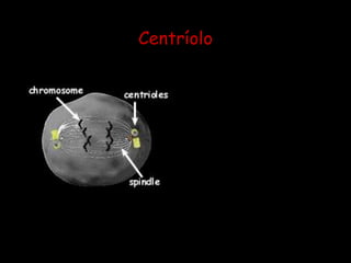 Centríolocada una de las dos estructuras de forma cilíndrica que se encuentran en el centro de un orgánulo de las células eucarióticas denominado centrosoma.La función principal de los centríolos es la formación y organización de los microtúbulos que constituyen el huso acromático en la división del núcleo celular.