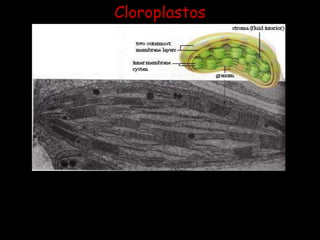 CloroplastosLa unidad básica de los cloroplastos son unas estructuras llamadas granas en las cuales se encuentran ubicada la clorofila, importante para el proceso de la fotosíntesis.