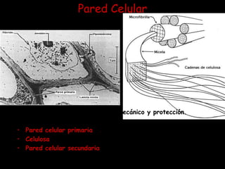 Pared CelularProvee a la planta de soporte mecánico y protección.Está constituida por:Pared celular primaria: citoplasma: celulosa.Celulosa:compuesto largo de residuo de glucosa.Pared celular secundaria:se forma en el interior de PCP,mayor rigidez a la célula: LIGNINA