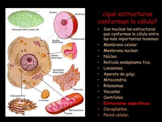 ¿qué estructuras           conforman la célula?Son muchas las estructuras que conforman la célula entre las más importantes tenemos:Membrana celular.Membrana nuclear.Núcleo.Retículo endoplasma tico.Lisosomas.Aparato de golgi.Mitocondria.Ribosomas.Vacuolas.Centríolos.Estructuras específicas:Cloroplastos.Pared celular.