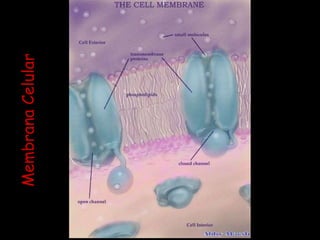 Membrana Celular