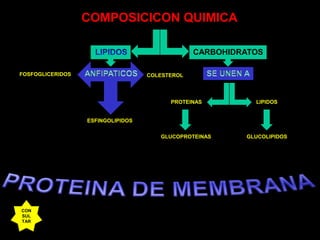 COMPOSICICON QUIMICACARBOHIDRATOSLIPIDOSANFIPATICOSSE UNEN AFOSFOGLICERIDOSCOLESTEROLPROTEINASLIPIDOSESFINGOLIPIDOSGLUCOPROTEINASGLUCOLIPIDOSPROTEINA DE MEMBRANACONSULTAR