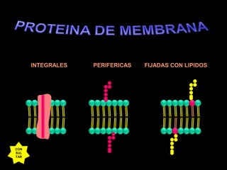 PROTEINA DE MEMBRANAINTEGRALESPERIFERICASFIJADAS CON LIPIDOSCONSULTAR