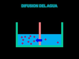 DIFUSION DEL AGUA
