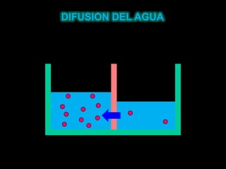 DIFUSION DEL AGUA