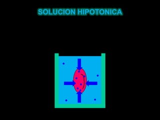SOLUCION HIPOTONICA