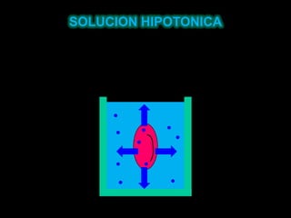SOLUCION HIPOTONICA