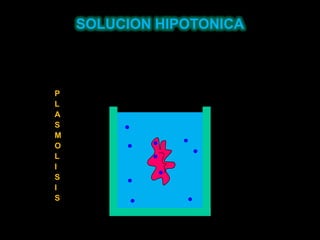 SOLUCION HIPOTONICAPLASMOLISIS