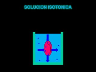 SOLUCION ISOTONICA