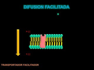 DIFUSION FACILITADA> [ ]< [ ]TRANSPORTADOR FACILITADOR