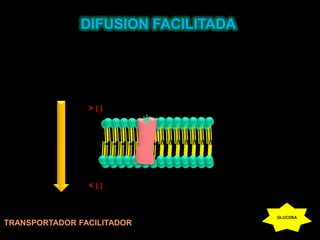 DIFUSION FACILITADA> [ ]< [ ]GLUCOSATRANSPORTADOR FACILITADOR