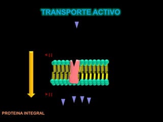TRANSPORTE ACTIVO< [ ]> [ ]PROTEINA INTEGRAL