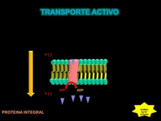TRANSPORTE ACTIVO< [ ]ATPADP> [ ]BOMBA Na+/K+ ATPASAPROTEINA INTEGRAL