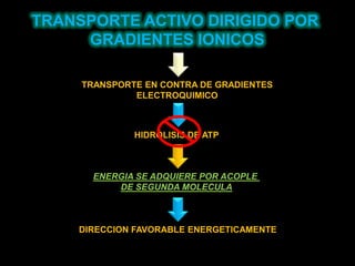 TRANSPORTE ACTIVO DIRIGIDO POR GRADIENTES IONICOSTRANSPORTE EN CONTRA DE GRADIENTESELECTROQUIMICOHIDRÓLISIS DE ATPENERGIA SE ADQUIERE POR ACOPLE DE SEGUNDA MOLECULADIRECCION FAVORABLE ENERGETICAMENTE