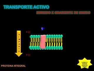 TRANSPORTE ACTIVODIRIGIDO X GRADIENTE DE IONICO< [ ]SIMPORTE> [ ]EJEMPLO:INDIQUE QUIEN DA ENERGPROTEINA INTEGRAL