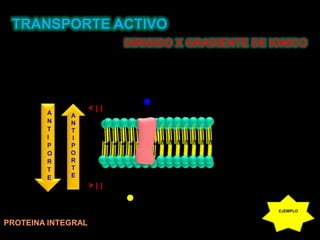 TRANSPORTE ACTIVODIRIGIDO X GRADIENTE DE IONICO< [ ]ANTIPORTEANTIPORTE> [ ]EJEMPLOPROTEINA INTEGRAL