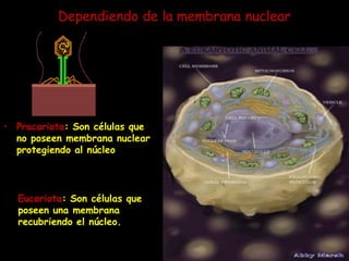 Dependiendo de la membrana nuclearProcariota: Son células que no poseen membrana nuclear protegiendo al núcleo.Eucariota: Son células que poseen una membrana recubriendo el núcleo.