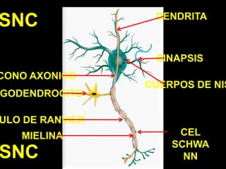 SNCDENDRITASINAPSISCONO AXONICOCUERPOS DE NISSLOLIGODENDROCITONODULO DE RANVIERCEL SCHWANNMIELINASNC