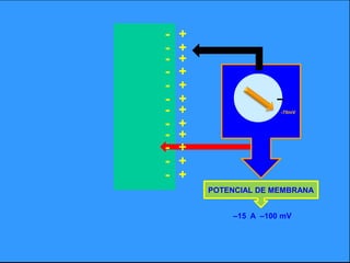 +-+-+-+-+-+-+--70mV+-+-+-+-+-POTENCIAL DE MEMBRANA –15  A  –100 mV