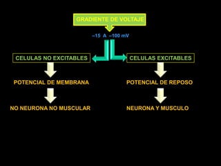 GRADIENTE DE VOLTAJE –15  A  –100 mVCELULAS NO EXCITABLESCELULAS EXCITABLESPOTENCIAL DE MEMBRANAPOTENCIAL DE REPOSONO NEURONA NO MUSCULARNEURONA Y MUSCULO