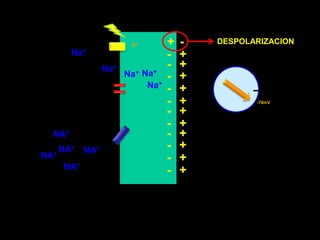 -+DESPOLARIZACIONK++-Na++-Na+Na++-Na+Na++-+--70mV+-+-+-NA++-NA+NA++-NA+NA++-