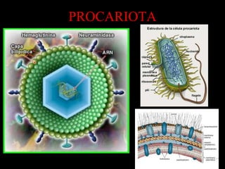 PROCARIOTA