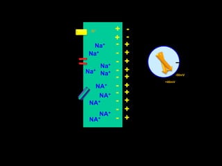 +-K+-+-+Na++-Na++-Na++-Na+Na++--50mV+-+40mVNA++-NA++-NA++-NA++-NA+