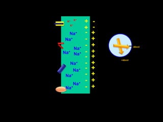 +-K+K+-+K+-+Na++-Na++-Na+-80mV+-Na+Na++-+-+40mVNa++-Na++-Na++-Na++-Na+