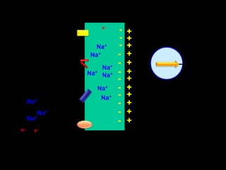 -+K+-+-+Na++-Na++-Na++-Na+Na++-+-Na++-Na++-Na++-Na+Na++-K+K+
