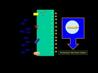 -K++K+-+K+-+Na++-Na++-Na++-Na+Na++-+-Na++-Na++-Na++-Na++-Na+PERIODO REFRACTARIO