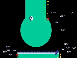 +-+-+-+--+CA++CA+++-CA++CA++CA++NA+NA+NA+NA+NA+NA+NA+NA+NA++-NA++-