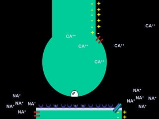 +-+-+-+-+-CA++-+CA++CA++CA++CA++NA+NA+NA+NA+NA+NA+NA+NA+NA++-NA++-