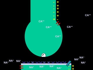 +-+-+-+-+-CA++-+CA++CA++CA++CA++NA+NA+NA+NA+NA+NA++-NA+NA+NA+NA++-