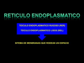 RETICULO ENDOPLASMATICOTEICULO ENDOPLASMATICO RUGOSO (RER)TEICULO ENDOPLASMATICO LISOS (REL)SITEMA DE MENBRANAS QUE RODEAN UN ESPACIO