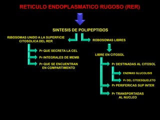 RETICULO ENDOPLASMATICO RUGOSO (RER)SINTESIS DE POLIPEPTIDOSRIBOSOMAS UNIDO A LA SUPERFICIECITOSOLICA DEL RERROBOSOMAS LIBRESPr QUE SECRETA LA CELLIBRE EN CITOSOLPr INTEGRALES DE MEMBPr QUE SE ENCUENTRANEN COMPARTIMENTOPr DESTINADAS AL CITOSOLENZIMAS GLUCOLISISPr DEL CITOESQUELETOPr PERIFERICAS SUP INTERPr TRANSPORTADASAL NUCLEO