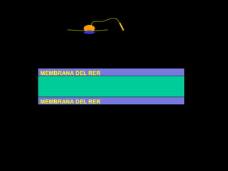 MEMBRANA DEL RERMEMBRANA DEL RER