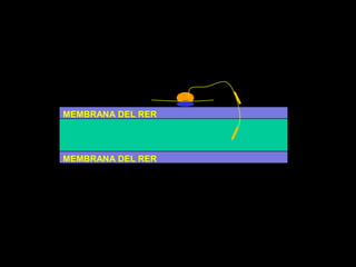 MEMBRANA DEL RERMEMBRANA DEL RER