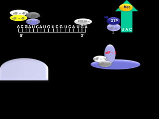 MeteIF – 4AeIF – 4GeIF – 4E  GTPeIF – 4BPOLIA – A A C GA U CA U GU C GU C AU G AeIF – 2U A C5`3`eIF – 3eIF – 1AeIF – 1