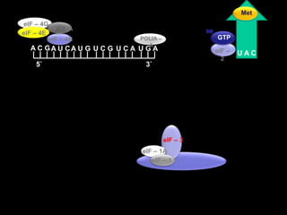MeteIF – 4AeIF – 4GeIF – 4E  GTPeIF – 4BPOLIA – A A C GA U CA U GU C GU C AU G AeIF – 2U A C5`3`eIF – 3eIF – 1AeIF – 1