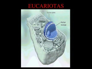 EUCARIOTAS