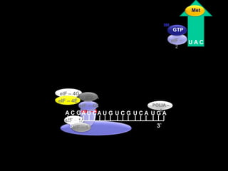 MeteIF – 4AeIF – 4GeIF – 4E  GTPeIF – 4BPOLIA – A A C GA U CA U GU C GU C AU G AeIF – 2U A C5`3`eIF – 3eIF – 1AeIF – 1