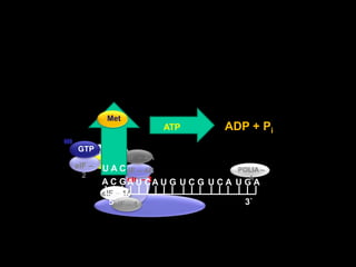 MeteIF – 4AeIF – 4GeIF – 4E  GTPeIF – 4BPOLIA – A A C GA U CA U GU C GU C AU G AeIF – 2U A C5`3`eIF – 3eIF – 1AADP + PiATPeIF – 1