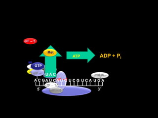 MeteIF – 4AeIF – 4GeIF – 4E  GTPeIF – 4BPOLIA – A A C GA U CA U GU C GU C AU G AeIF – 25`3`eIF – 3eIF – 5eIF – 1AADP + PiATPeIF – 1U A C