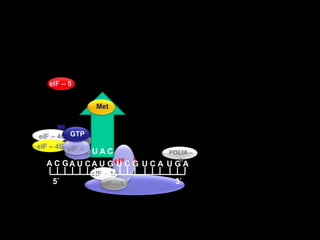MeteIF – 4AeIF – 4GeIF – 4E  GTPeIF – 4BPOLIA – A A C GA U CA U GU C GU C AU G AeIF – 25`3`eIF – 3eIF – 5eIF – 1AeIF – 1U A C