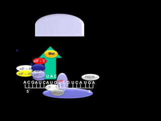 MeteIF – 4AeIF – 4GeIF – 4E  GDPeIF – 4BPOLIA – A A C GA U CA U GU C GU C AU G AeIF – 25`3`eIF – 3eIF – 5eIF – 1AeIF – 1U A C