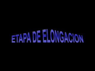 ETAPA DE ELONGACION