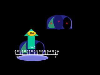 MetPAEU A CA C GA U CA U GU C GU G AU C A5`3`
